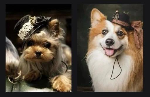 Steampunk Mini Pet Hat with Feather Accent & Sunglass Chains